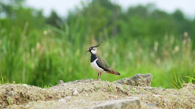 Northern Lapwing, Vanellus vanellus on the ground and looks around