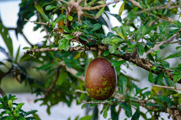 fruit hanging from a tree