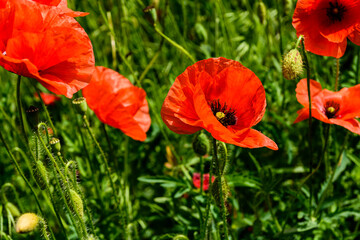 Wild red poppy plants blossoming at spring
