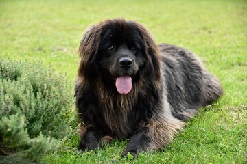 Fototapeta premium Terre-neuve