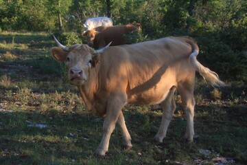 une vache &agrave; Callian