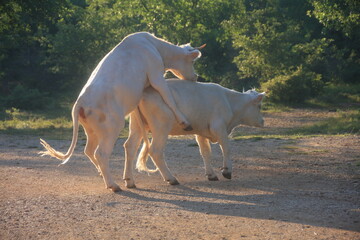 fantaisie bovine