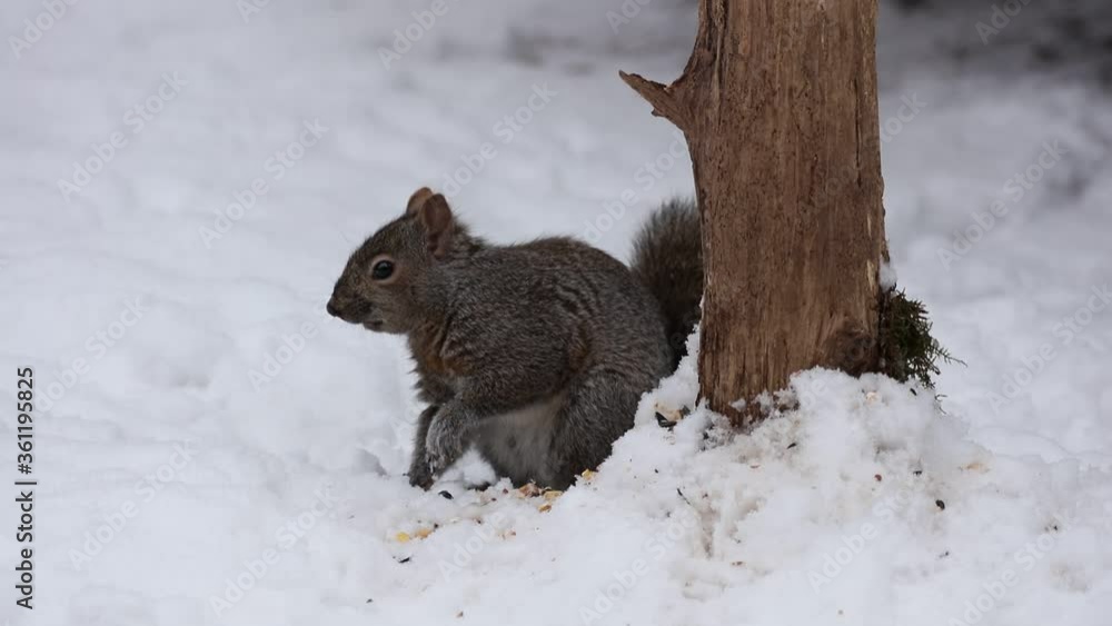 Sticker Eastern gray squirrel on snow in Wisconsin.