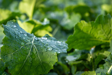water drops on a leaf