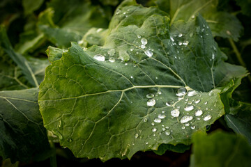 water drops on a leaf