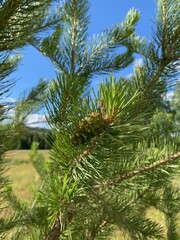close-up of young green fir against the sky, summer day