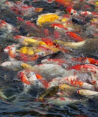 Obraz na płótnie Canvas Koi carp swimming in pond