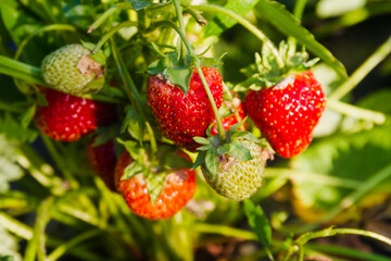 Lots of ripe red strawberries on a Bush in the garden.