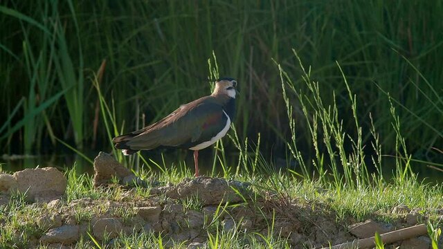 Northern Lapwing, Vanellus vanellus on the ground and looks around