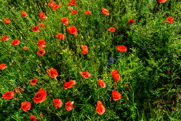 Wild red poppy plants blossoming at spring