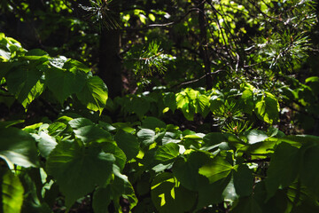 View of the forest and trees in the forest. The concept of walking in the fresh air, rich forest vegetation, trees.
