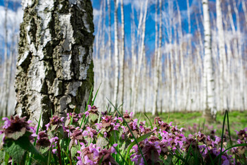 spring flowers in the garden