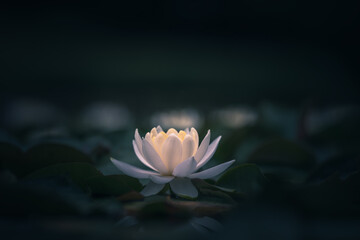 white lotus flower or waterlily 