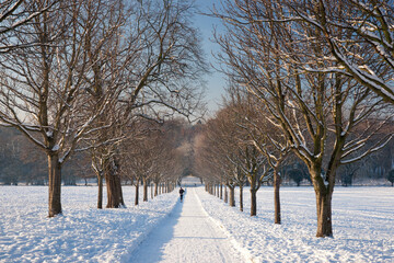 A view of the the tree avenue at the Elizabethan Wollaton Hall museum and gardens in the snow in...