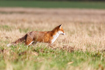 Fuchs beim Mausen