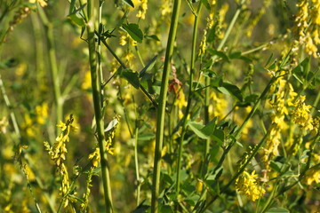 Closeup texture of some yellow melilot plants in bloom ( Melilotus officinalis ) with blossoms, green leaves and stems on a meadow