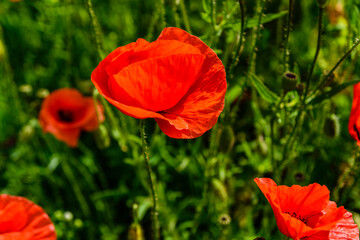 Wild red poppy plants blossoming at spring