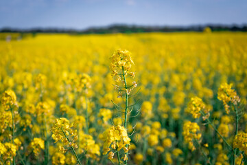 Obraz premium yellow rapeseed field in spring