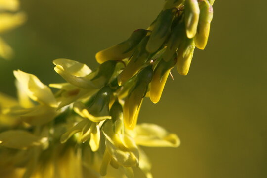 Closeup of a yellow melilot plant ( Melilotus officinalis ) with a blossom detail in bloom