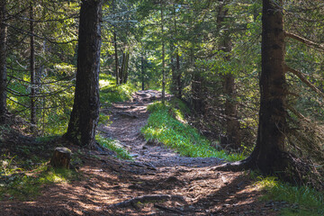 Schattiger Pfad durch Wald