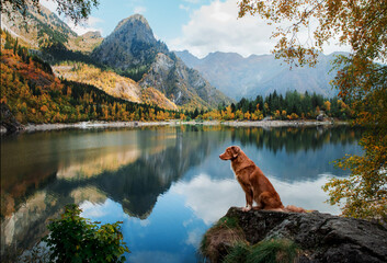 dog on a stone on a mountain lake in autumn. Traveling with a pet. red Nova Scotia Duck Tolling...