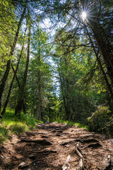 Schattiger Pfad durch Wald