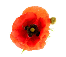 red poppy flowers
