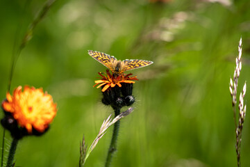 Nahaufnahme Schmetterling