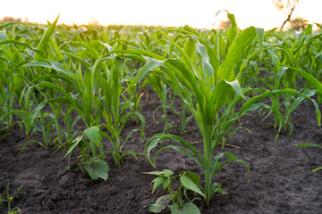 Green corn on an agricultural field in the summer sunset.
