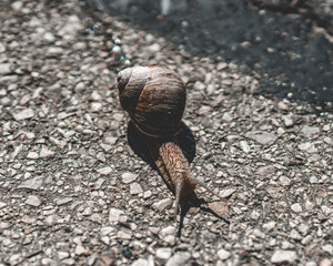 Snail on asphalt