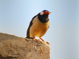 The pied myna or Asian pied starling (Gracupica contra) sitting on brick
