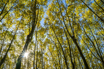 Colorful autumn treetops in fall forest with blue sky and sun shining though trees.. green and orange autumn trees from beneath. Autumn foliage