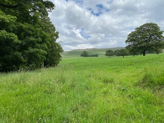 Large green meadow, with old trees, wild plants and moors in the distance near, Skipton, Yorkshire, UK