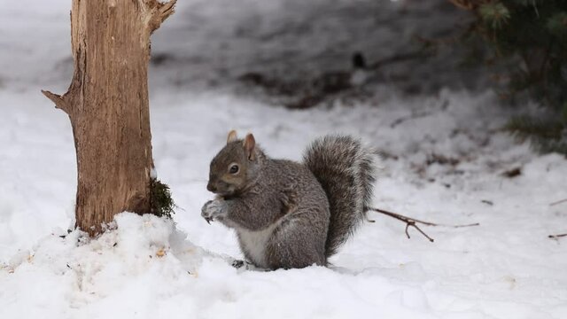 Eastern gray squirrel on snow in Wisconsin.