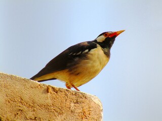 The pied myna or Asian pied starling (Gracupica contra)  sitting on the brick looking outside 