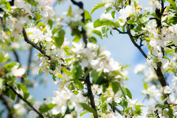 Branch with white pink Apple flowers in the spring garden. Selective focus. Spring bloom.