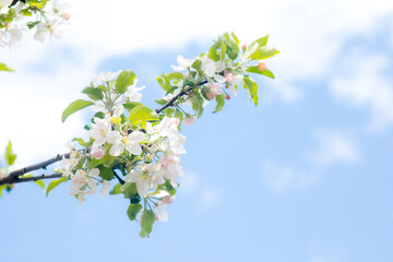 A white cherry or plum flower and a bee on it in the garden in spring. Sun glare on the background