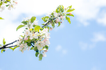 A white cherry or plum flower and a bee on it in the garden in spring. Sun glare on the background