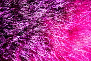 Obraz premium Unique texture and pattern in pink-purple color. Detail of cat fur.Lilac and pink Abstract background suitable for further editing.