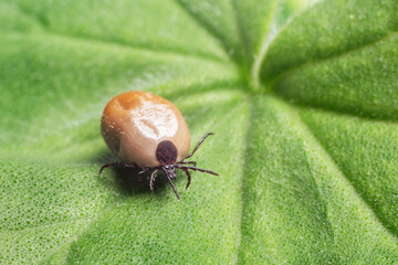 A dangerous parasite and infection carrier mite sitting on a green leaf