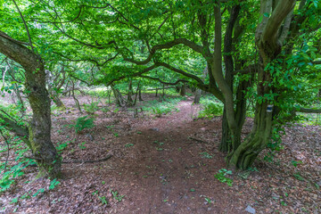 Naklejka premium Wooden lookout tower on Kukla, Slovakia