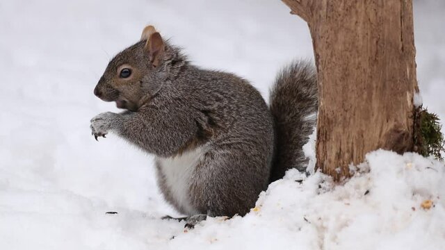 Eastern gray squirrel on snow in Wisconsin.
