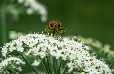 Giez perched on a flower. Flying insects concept. Biting fly, painful bites, horse bittern. Allergic reaction to a bug bite.