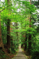 Obraz premium 山形 出羽三山の初夏 羽黒山の杉並木の参道 