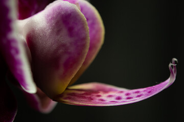Close up of orchid flower. The concept of nature and plants. Visible flower elements, boat, sail, wings.