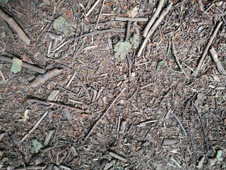 Hintergrund Boden / Äste