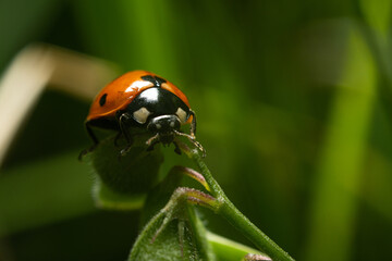 A ladybug climbing on the grass. The concept of nature, insects. Lively nature in the grass.