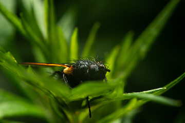 Housefly on a leaf. The concept of insects and flies. Close up of a fly in a natural habitat.