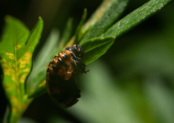 Larva of ladybugs on a leaf. The development stage of ladybugs, European and Asian. Larvae foraging on leaves.