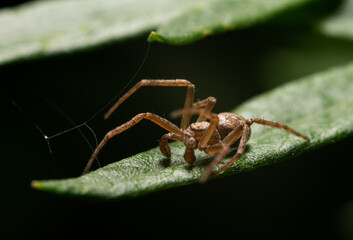 A spider on a leaf. The concept of arthropods, arachnids. The spider winds its cobweb.